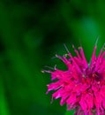 Abstract View of a Scarlet Beebalm